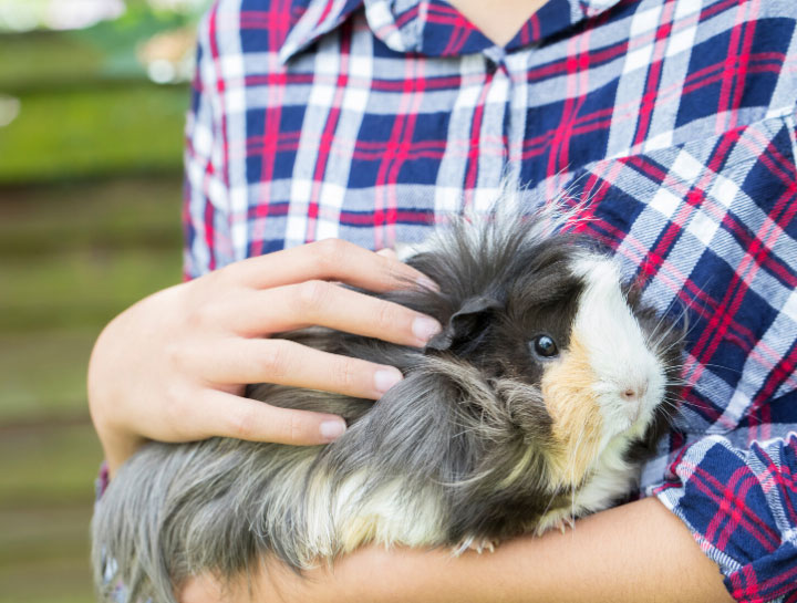 Mequon Small Animal Veterinarian